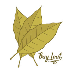 hand drawn bay leaf, spicy ingredient, bay leaf logo, healthy organic food, spice bay leaf isolated on white background, culinary herbs, label, food, natural healthy food, vector graphic to design