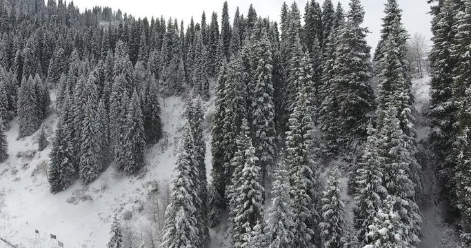 Winter snowy white mountains. Fir, pine, nature, trees. Aerial view, drone flight. 