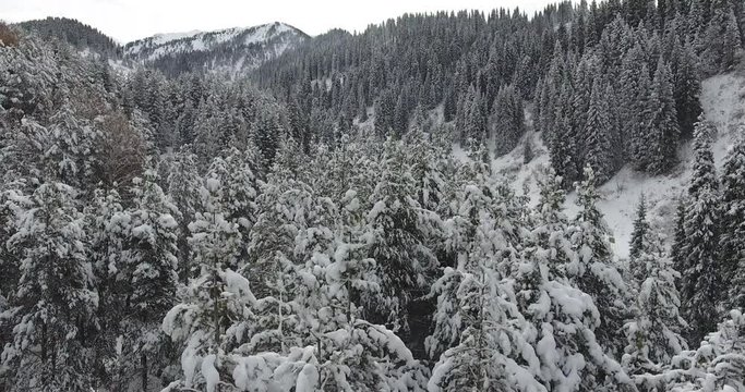 Winter snowy white mountains. Fir, pine, nature, trees. Aerial view, drone flight. 