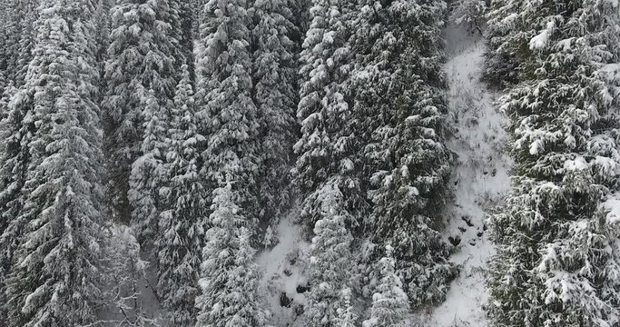 Winter snowy white mountains. Fir, pine, nature, trees. Aerial view, drone flight. 