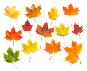 Collection of colorful autumn maple leaves isolated on a white background.