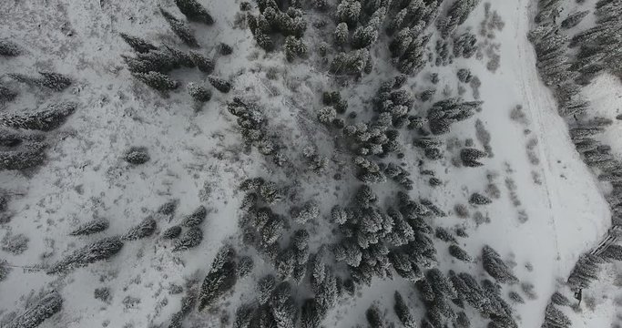 Winter snowy white mountains. Fir, pine, nature, trees. Aerial view, drone flight. 