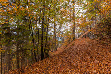 Laub bedeckter Waldweg in herbstlicher Waldlandschaft. Autumn leave path in forest.