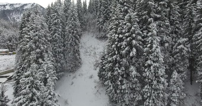 Winter snowy white mountains. Fir, pine, nature, trees. Aerial view, drone flight. 