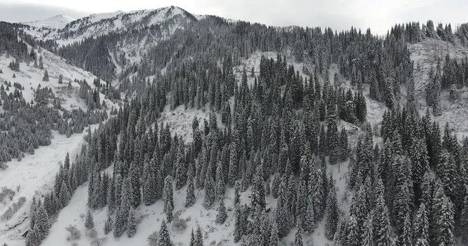 Winter snowy white mountains. Fir, pine, nature, trees. Aerial view, drone flight. 