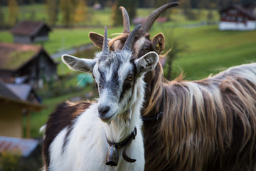 WHITE AND BROWN GOATS IN SWITZERLAND