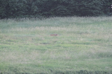 Roe Deer (Roebuck, Capreolus Capreolus)