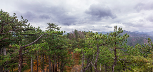 Föhrenwald mit Berglandschaft im Herbst. Sots pine forest with mountain view panorama.