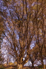 dry tree, no leaves in a warm tone with blue sky background.