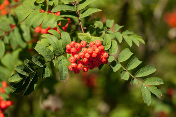 Red rowan berries, Sorbus aucuparia fruits in autumn in Estonian nature