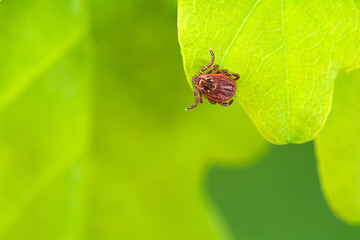 Parasite mite sitting on a green leaf. Danger of tick bite. 