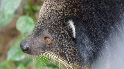 Binturong in National Zoo of Malaysia