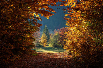 Fototapeta premium Autumn tree in forest