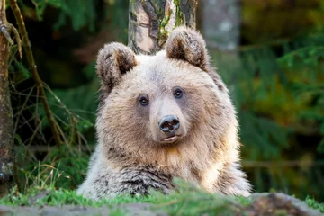 Fototapeten Bear (Ursus arctos) in autumn forest © byrdyak