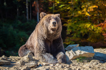 Fototapeta premium Bear (Ursus arctos) in autumn forest