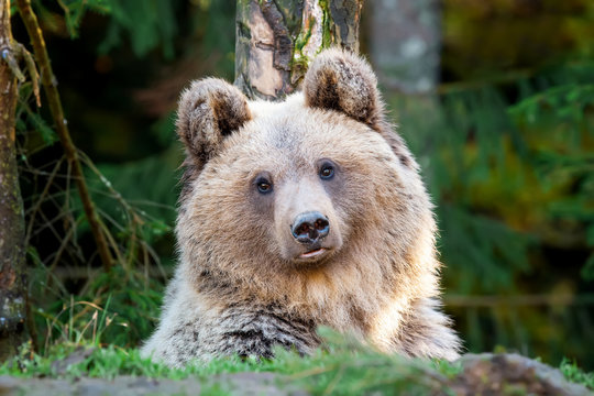 Fototapeta Bear (Ursus arctos) in autumn forest