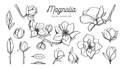 Magnolia flower set. Vector hand drawn botanical - obrazy, fototapety, plakaty