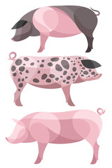 Stylized Domestic Pigs