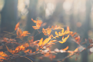 Macro photography of rowan branch in an autumn forest. Nature background.