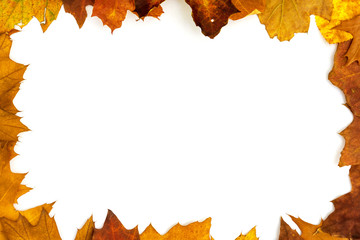 Autumn Leaves - Isolated On White Background With Copy Space For Your Own Text