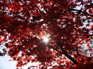 紅葉