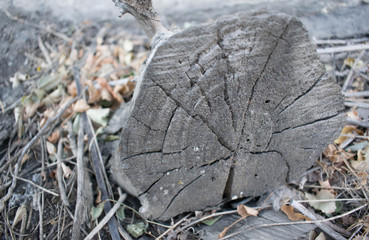 tree trunk bark of different shapes and shades for the background for design