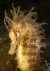 Caballito de mar en el mediterraneo, costa brava en primer plano y con fondo  negro