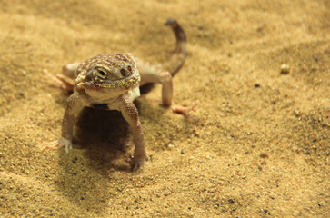 small lizard in the sand
