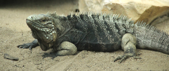 iguana in the sand