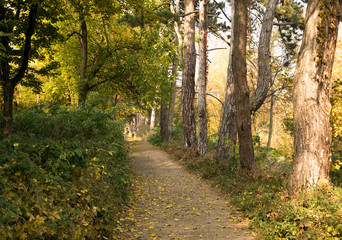 Fototapeta premium trail in the autumn colorful park with yellow and green trees