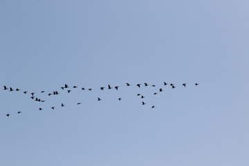 Zugvogel Schwarm  vor blauem Himmel im Herbst