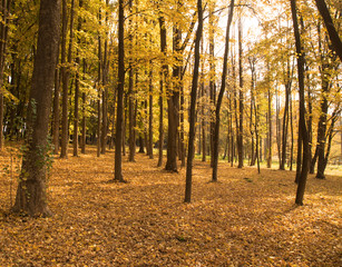 forest covered with orange leafes, trees with orange leafes in atumn park