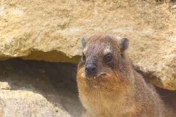chien de prairie dans son enclos