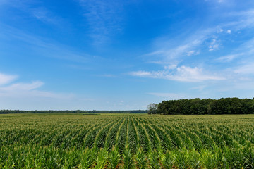 Fototapeta na wymiar View of a cornfield in a rural area of the Mississippi State, USA