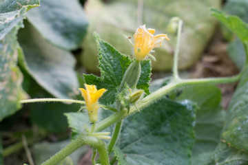 Cucumber flower bright orange yellow large size for design background