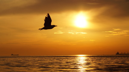 silhouette of man on a boat at sunset