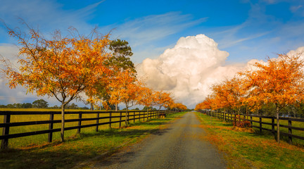 Tree lined road in Autumn © Leah-Anne Thompson