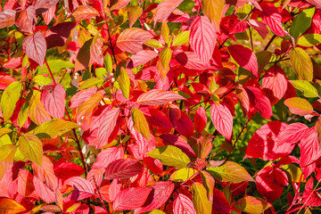 Autumn bush leaves scene. Red autumn leaves close up in autumn forest park