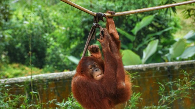juvenile and young orang utan in National Zoo of Malaysia