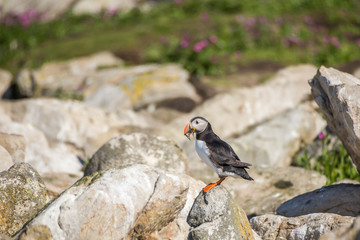 Atlantic Puffin with small fish in its beak