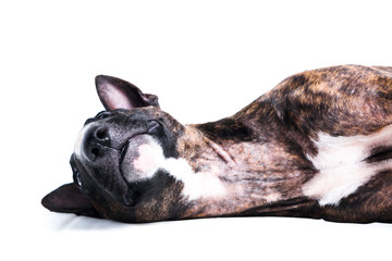 Bull terrier lying down isolated on white