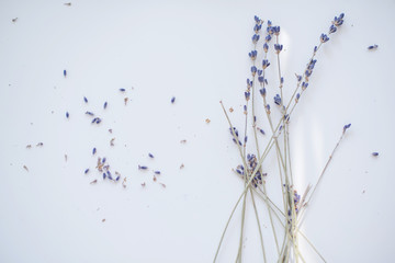 sprigs of dry lavender on white background. selective focus. copy space. 