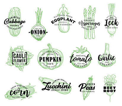 Organic vegetables harvest, vector lettering