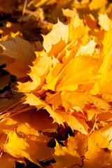 autumn maple leaves as background