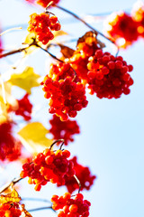viburnum berries on a branch