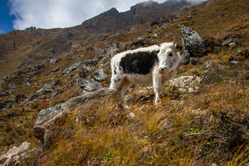 Obraz premium Freilaufendes Kalb im Himalaya