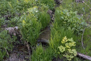 stream in the forest