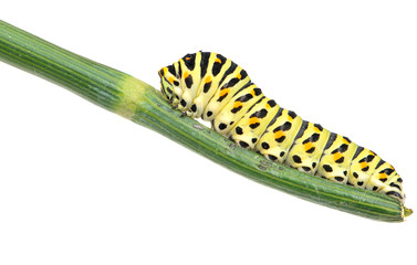 Swallowtail caterpillar on branch