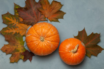 Two orange pumpkins. Colorful maple leaves on blue background. Autumn composition. Postcard. Decor