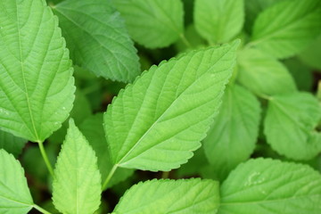 close up of green leave nature abstract nature background